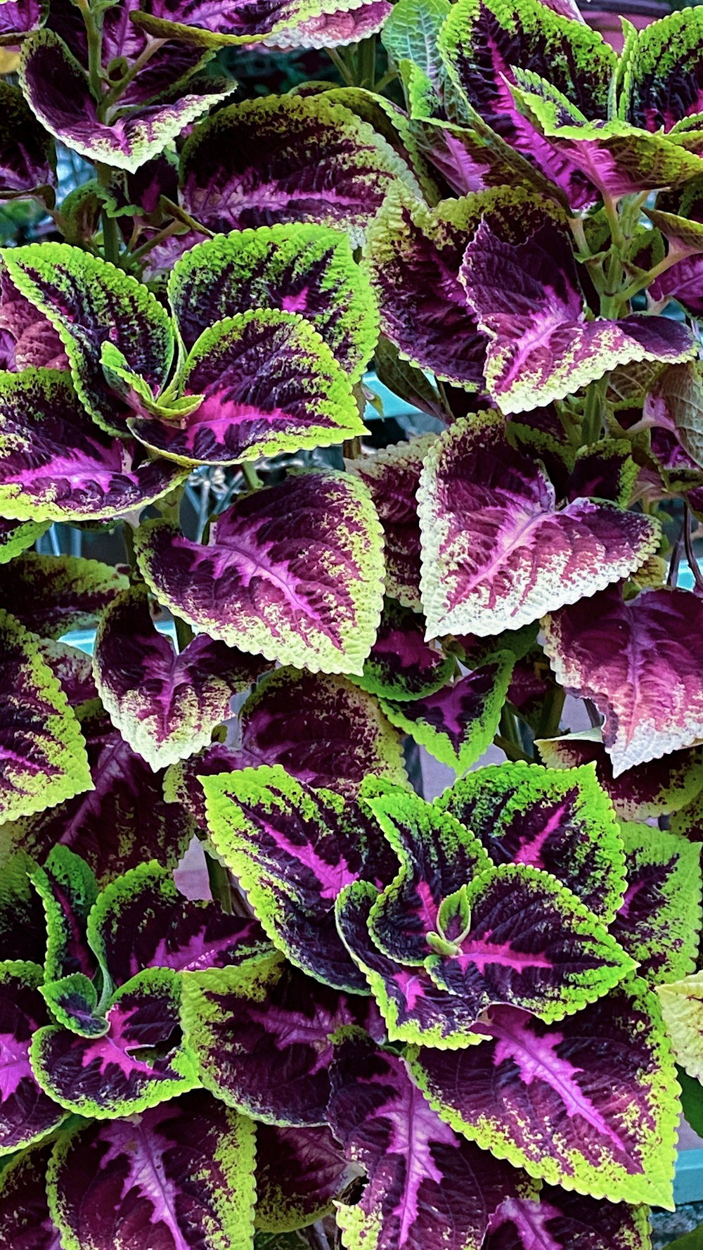 purple and green leaves plant