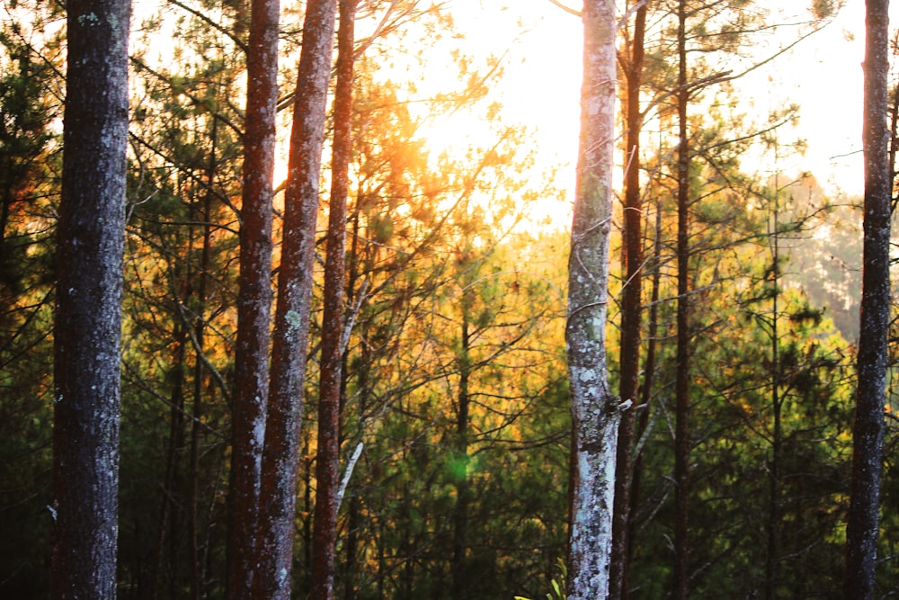 green and brown trees during daytime