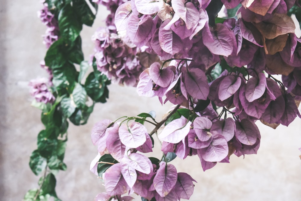 pink flowers with green leaves