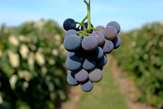 Close-up of a delicate purple grape cluster hanging from a vine in soft morning light