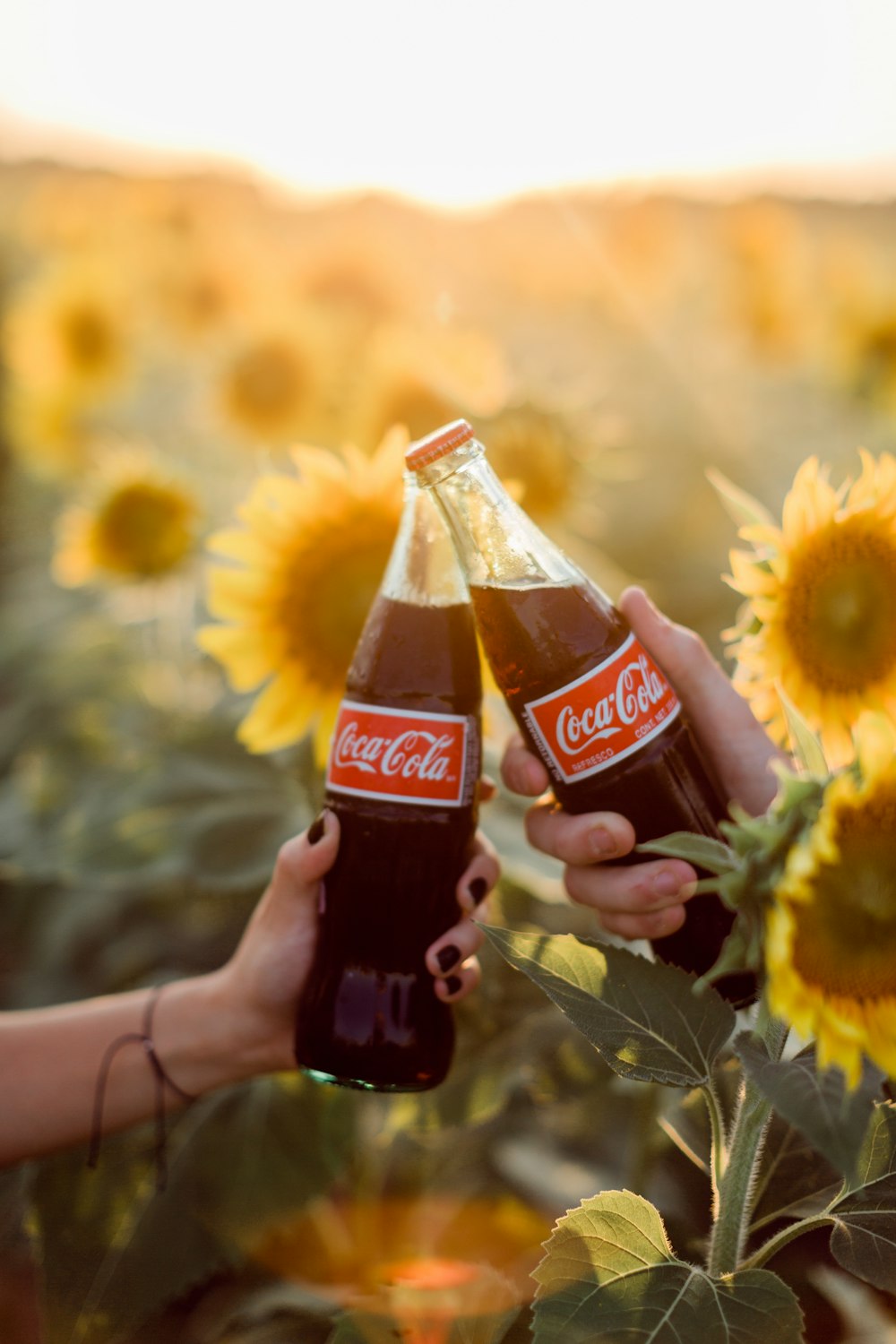 coca cola bottle on sunflower field