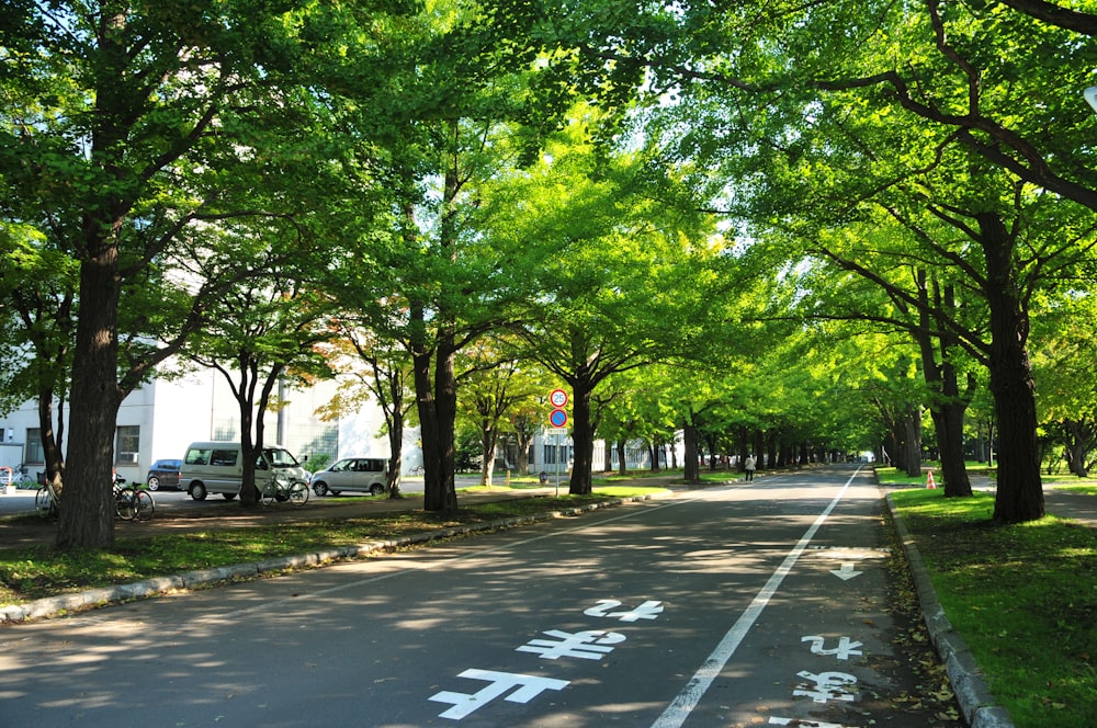 green trees on gray concrete road during daytime