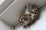 A close-up view of a paper wasp nest attached to a white surface, with numerous wasps tending to the nest cells. The nest consists of hexagonal paper-like cells, and the wasps have distinct yellow and brown stripes.