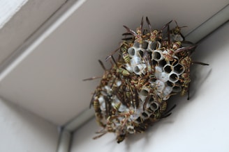 Wasp nest in corner of room