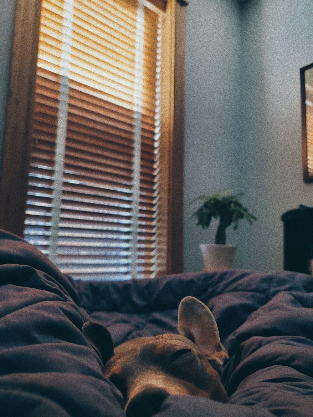 brown short coated dog lying on bed