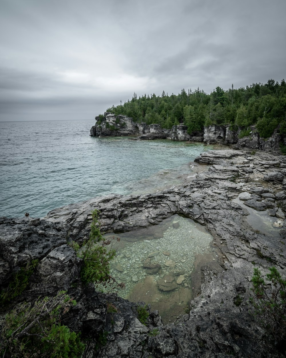 green trees on rocky shore during daytime