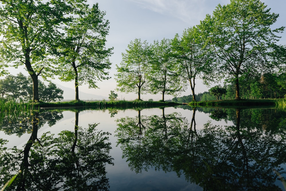 árboles verdes al lado del lago bajo el cielo azul durante el día