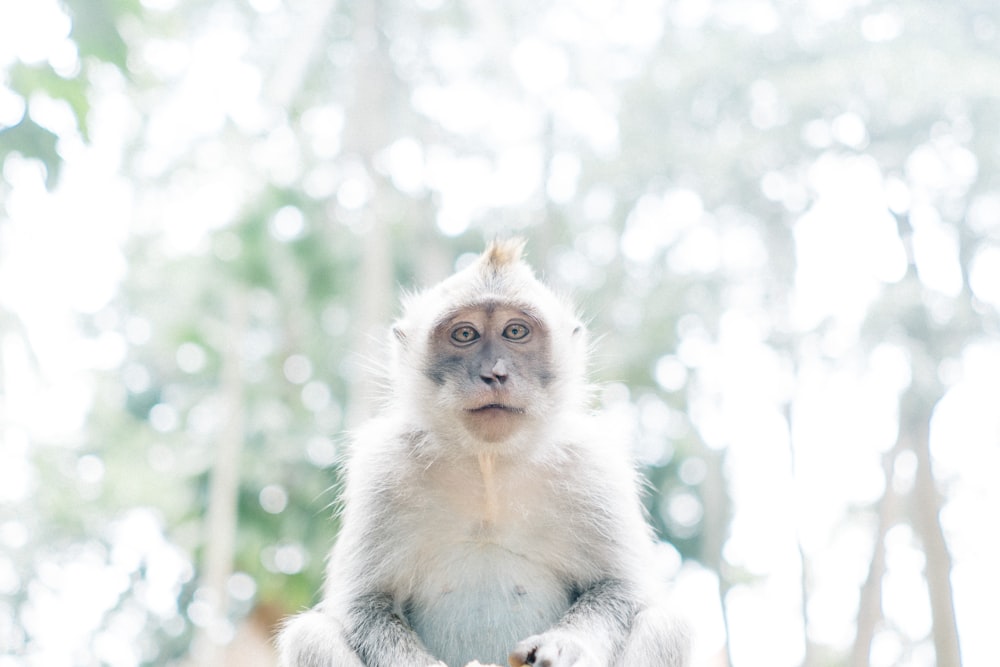brown and white monkey on tree branch during daytime