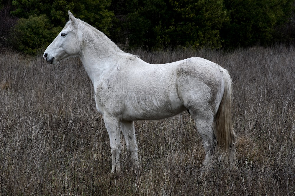 cheval blanc sur un champ d’herbe brune pendant la journée