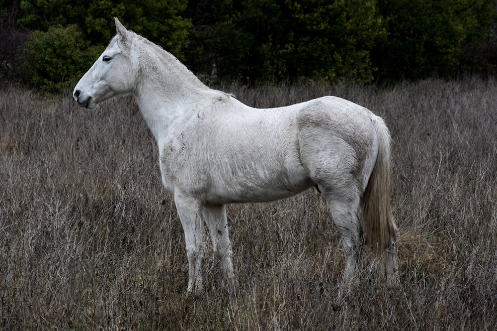 Caballo blanco en campo de hierba marrón durante el día