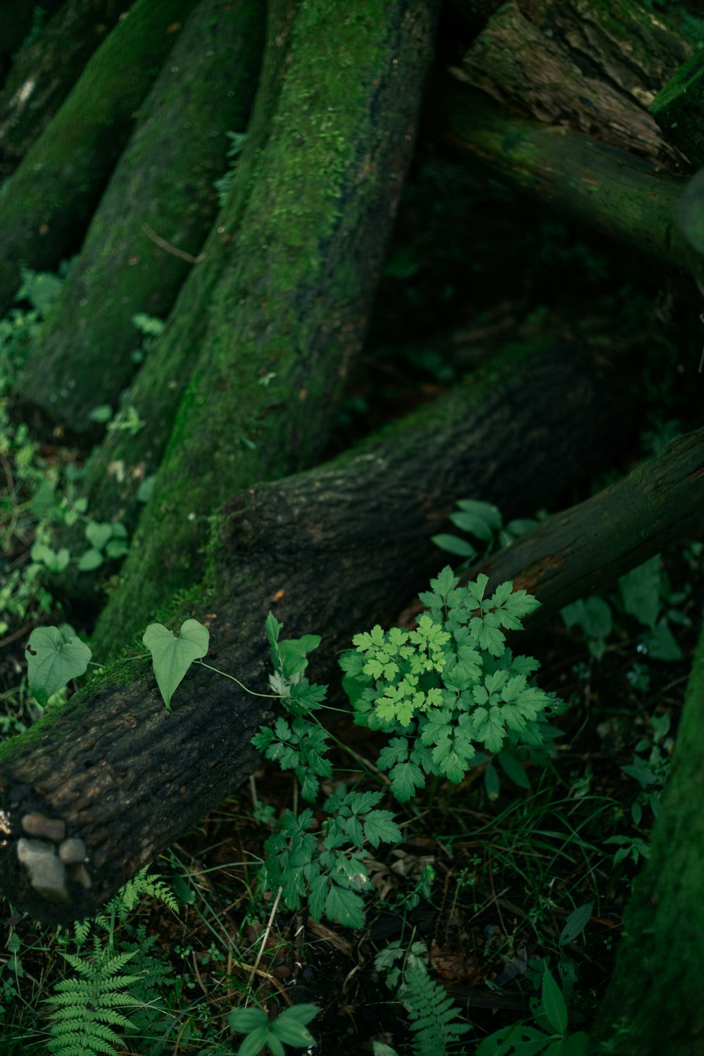 green plant on brown tree trunk