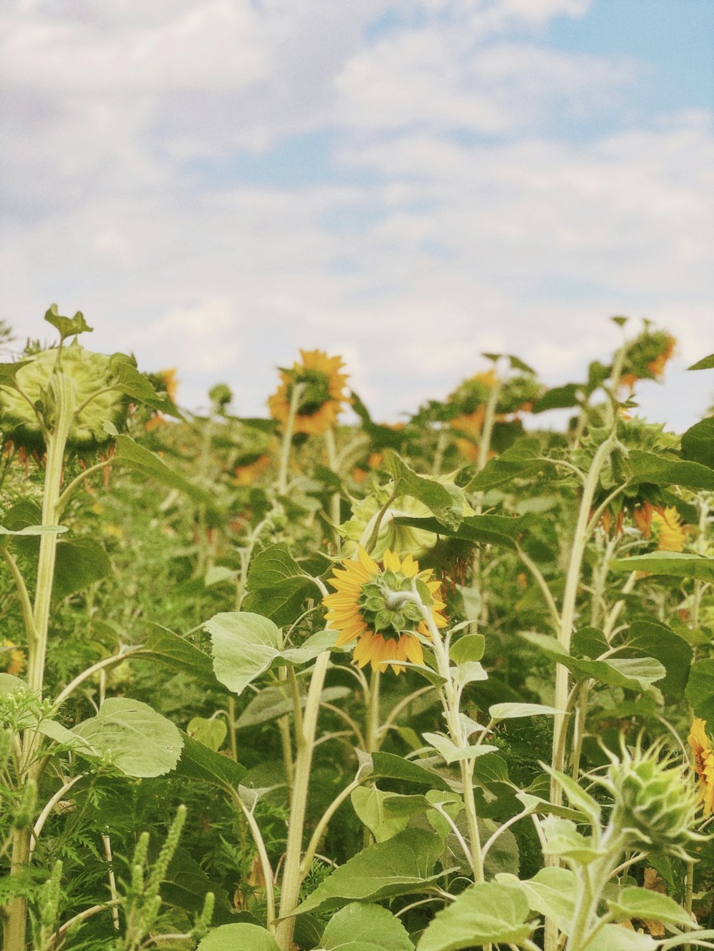 yellow sunflower field under blue sky during daytime