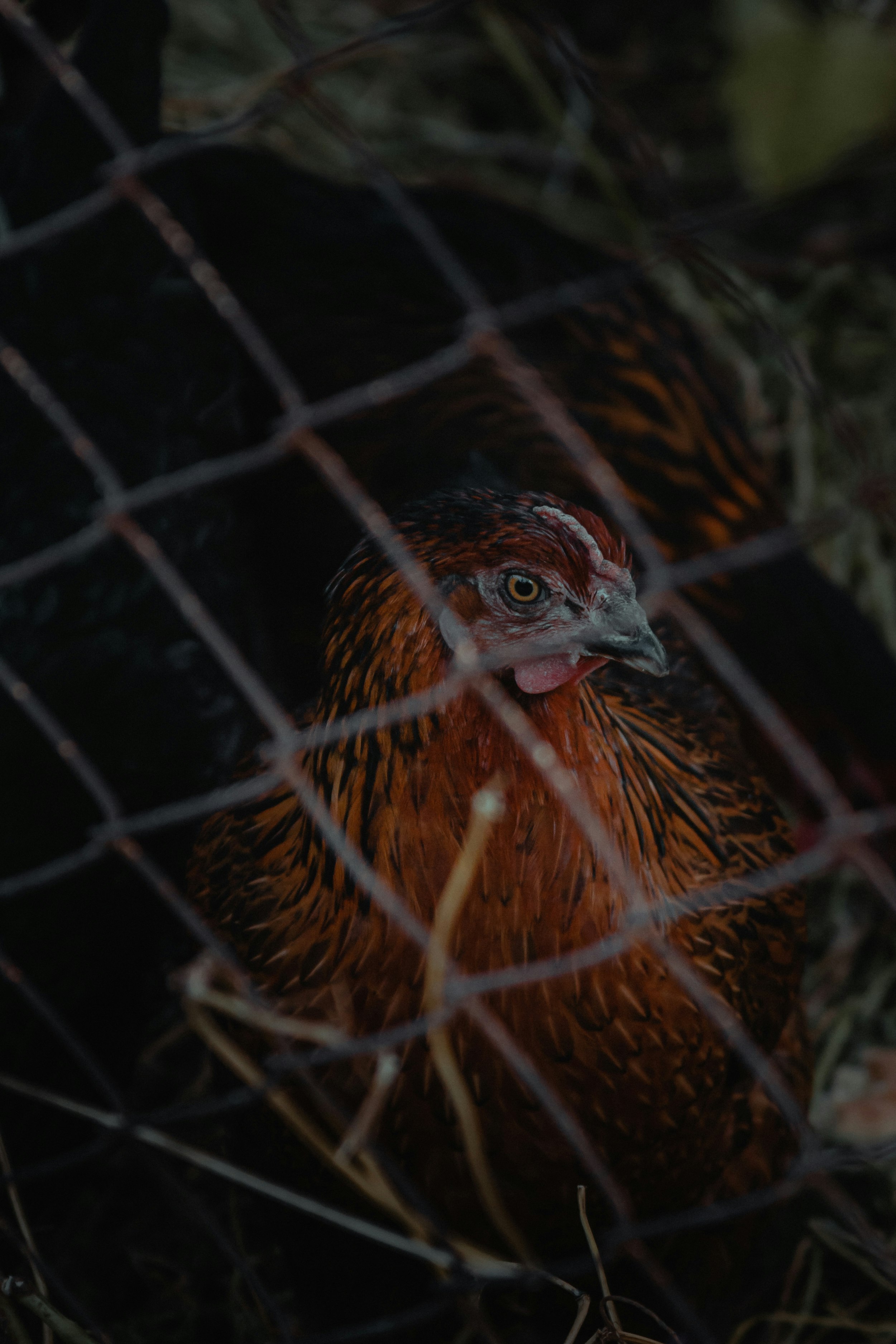 brown and black chicken in cage