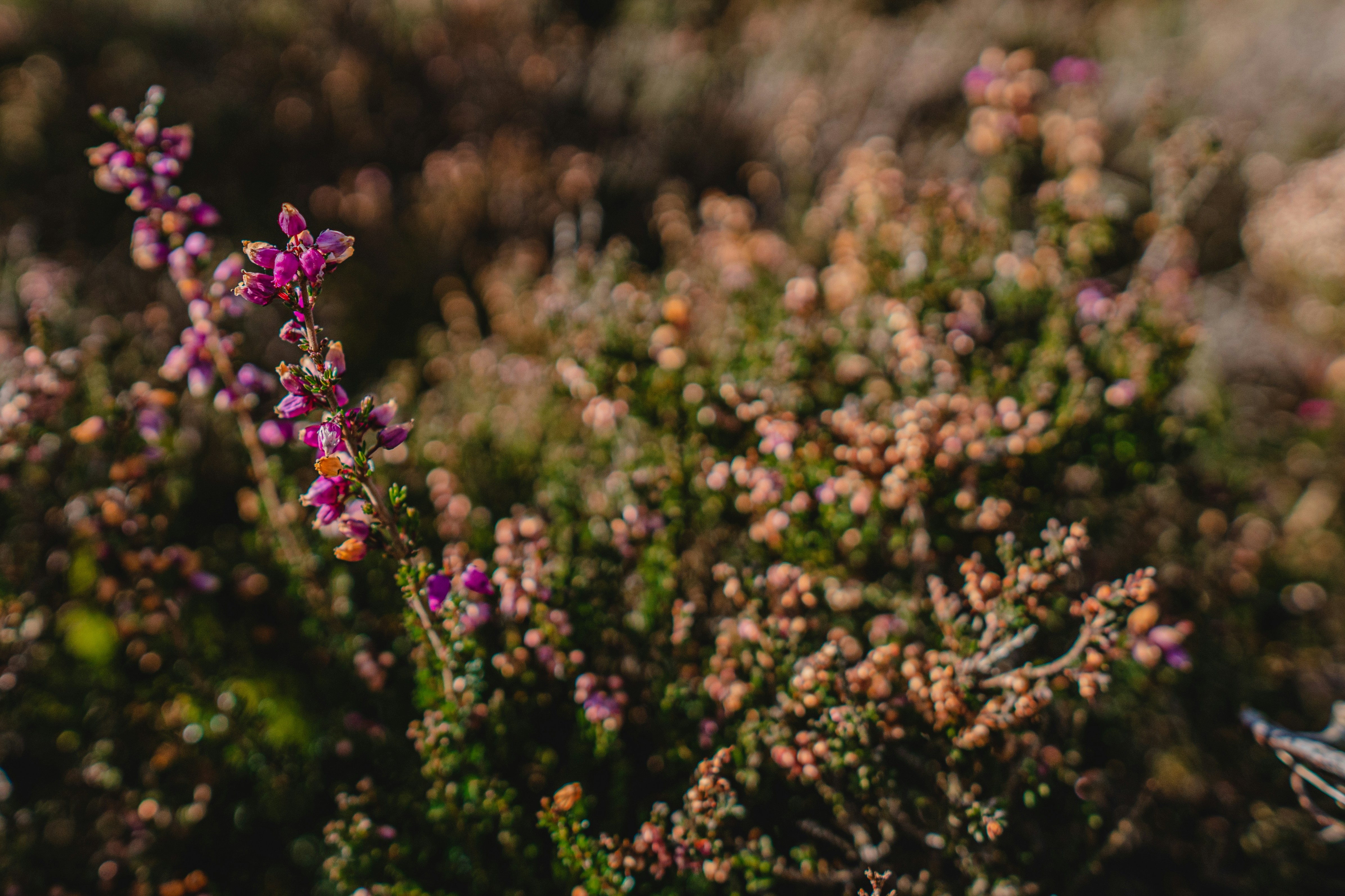 Photo by lukethorntonofficial