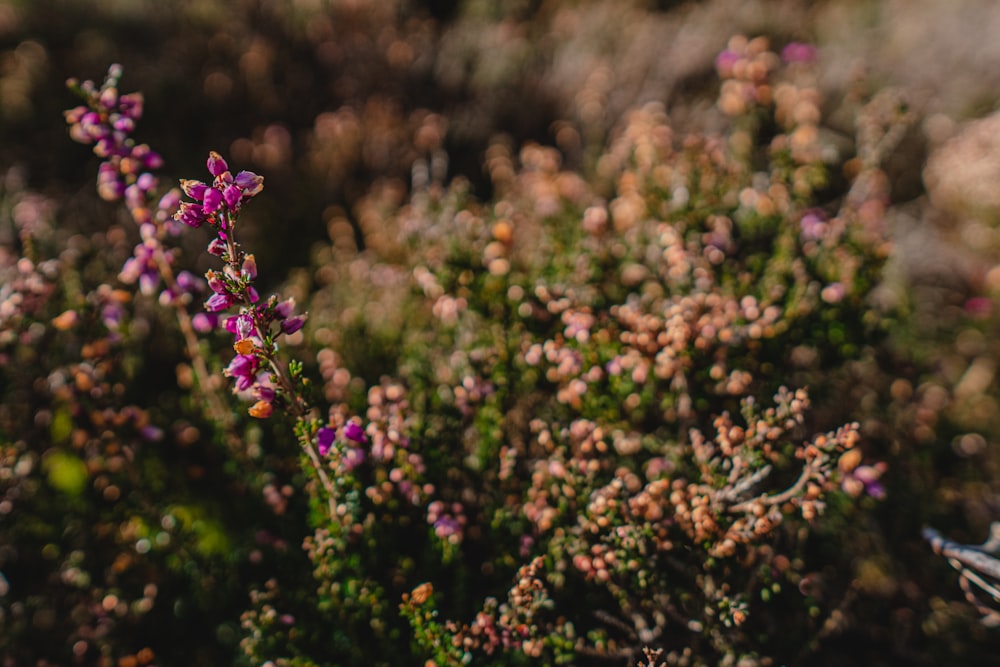 purple flower in tilt shift lens