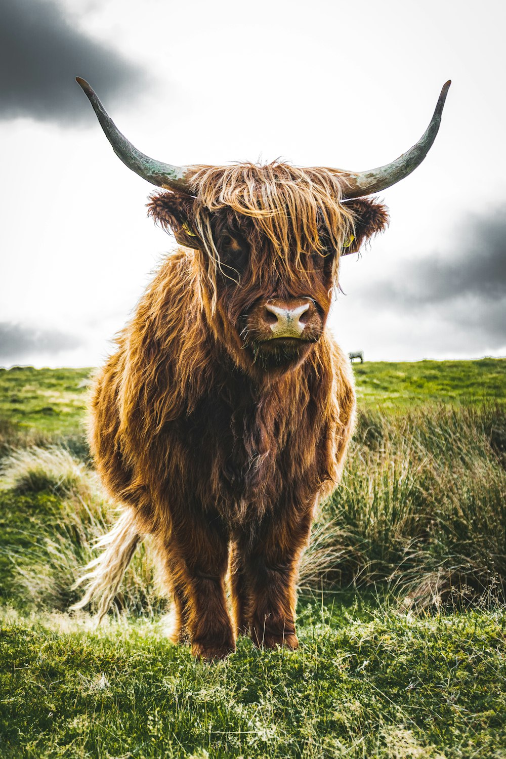 brown cow on green grass field during daytime