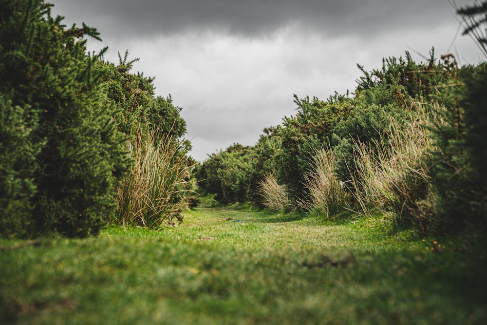 green grass field with green trees under gray clouds