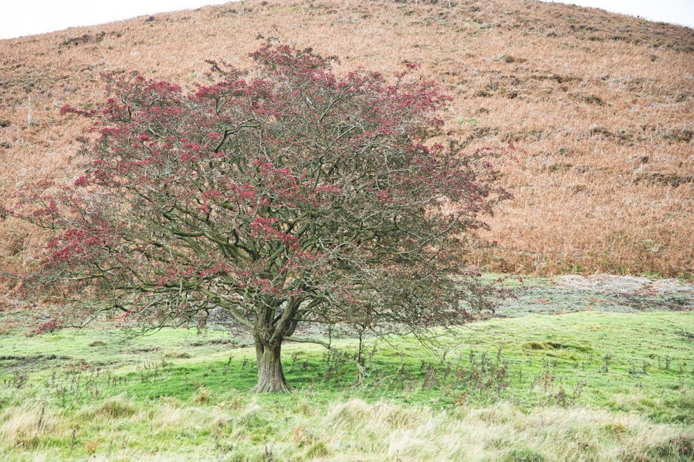 red leaf tree on green grass field during daytime