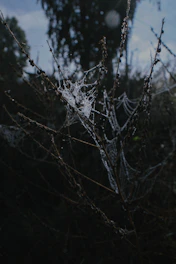 Close-up of dew-covered spider webs glistening in early morning light within a dense forest.