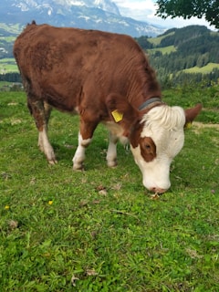 A brown and white cow is grazing on a lush green pasture in a mountainous region. The landscape features rolling hills and a distant mountain range under a partly cloudy sky.