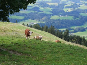 a serene village farm scene with indigenous cows grazing on lush green grass under a clear blue sky