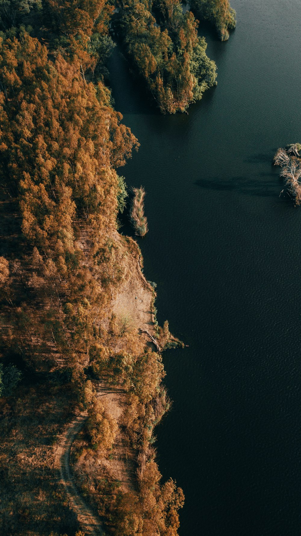 aerial view of green trees beside body of water during daytime