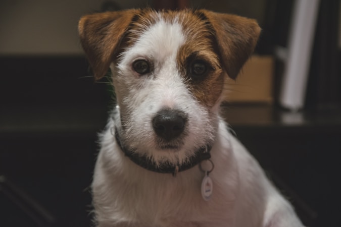 Jack Russell Terrier