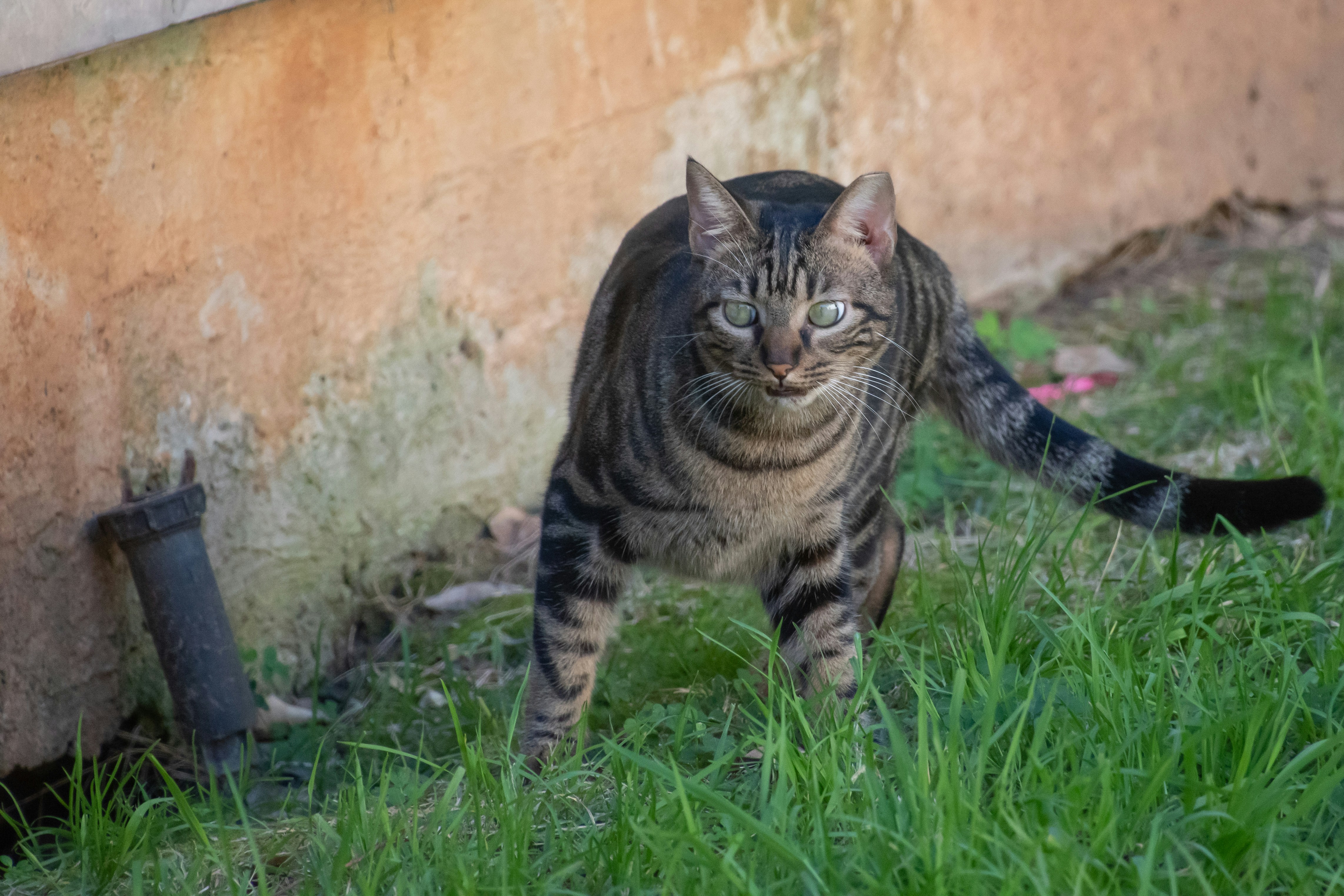 brown tabby cat on green grass