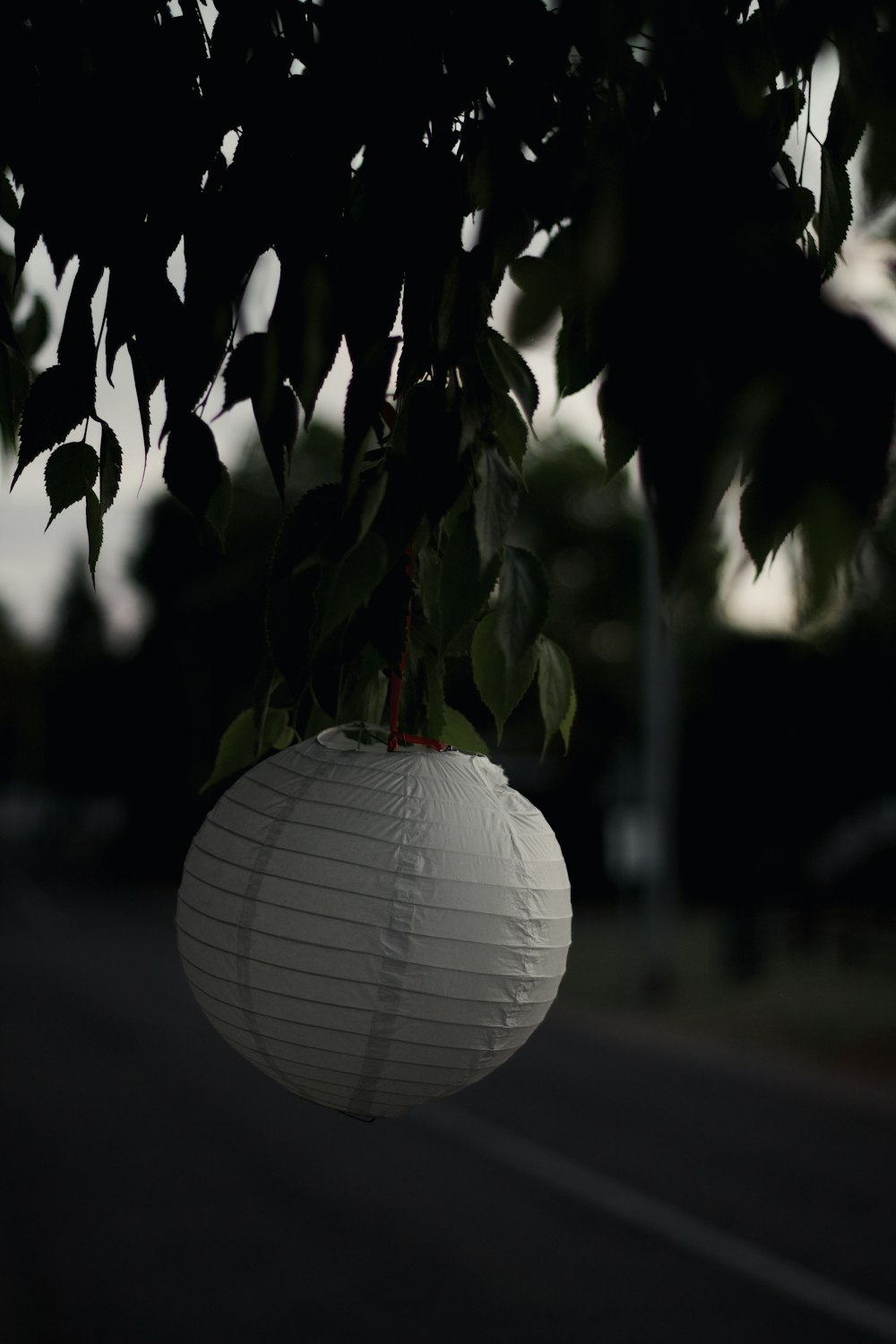 white round ball on tree branch