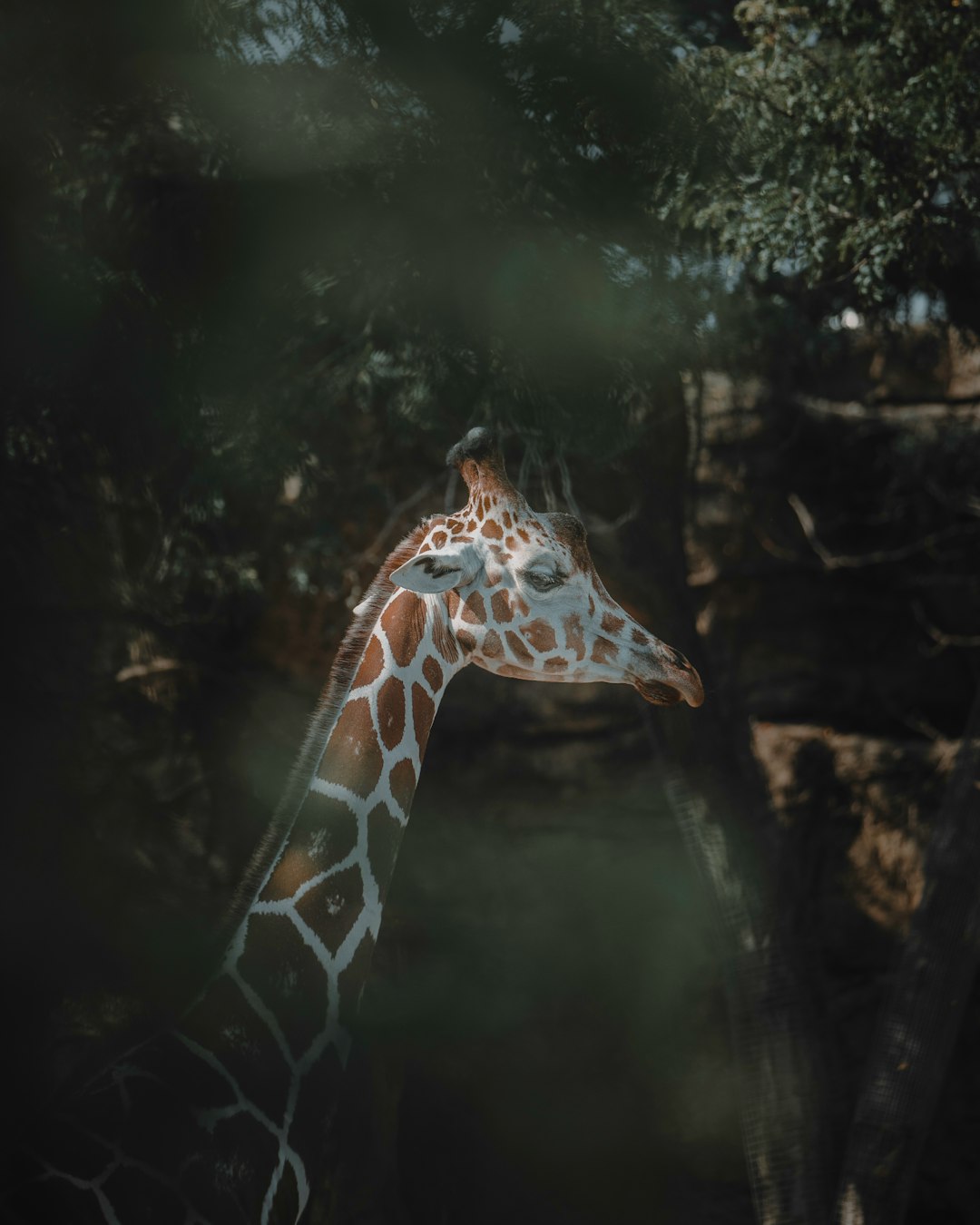 brown and white giraffe in water