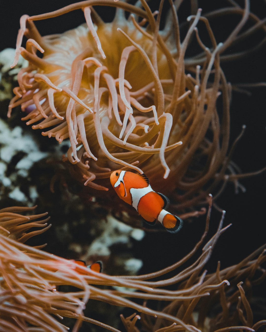 clown fish in water during daytime