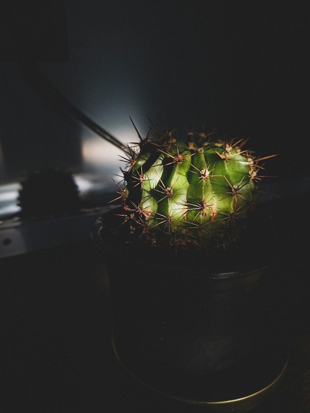 green cactus in brown pot