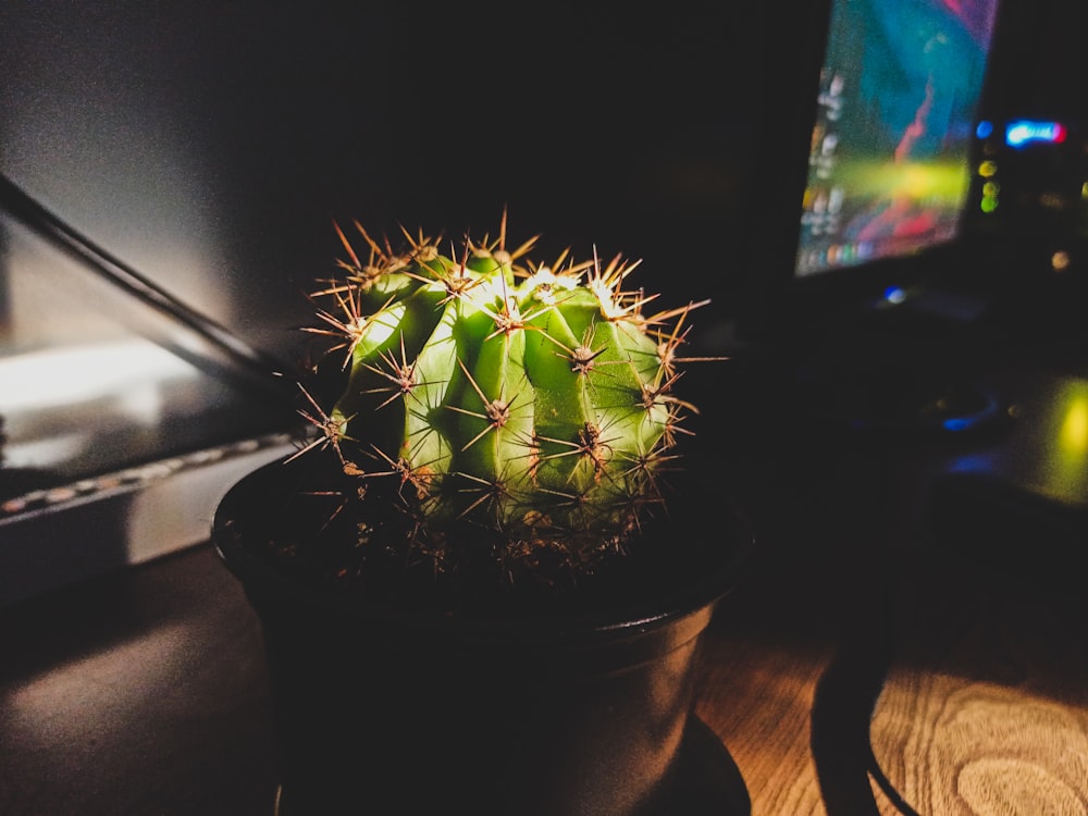 green plant on brown clay pot