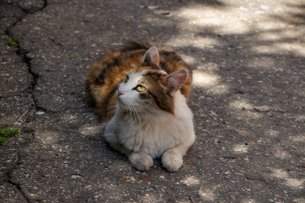 white and brown cat sitting on gray concrete floor