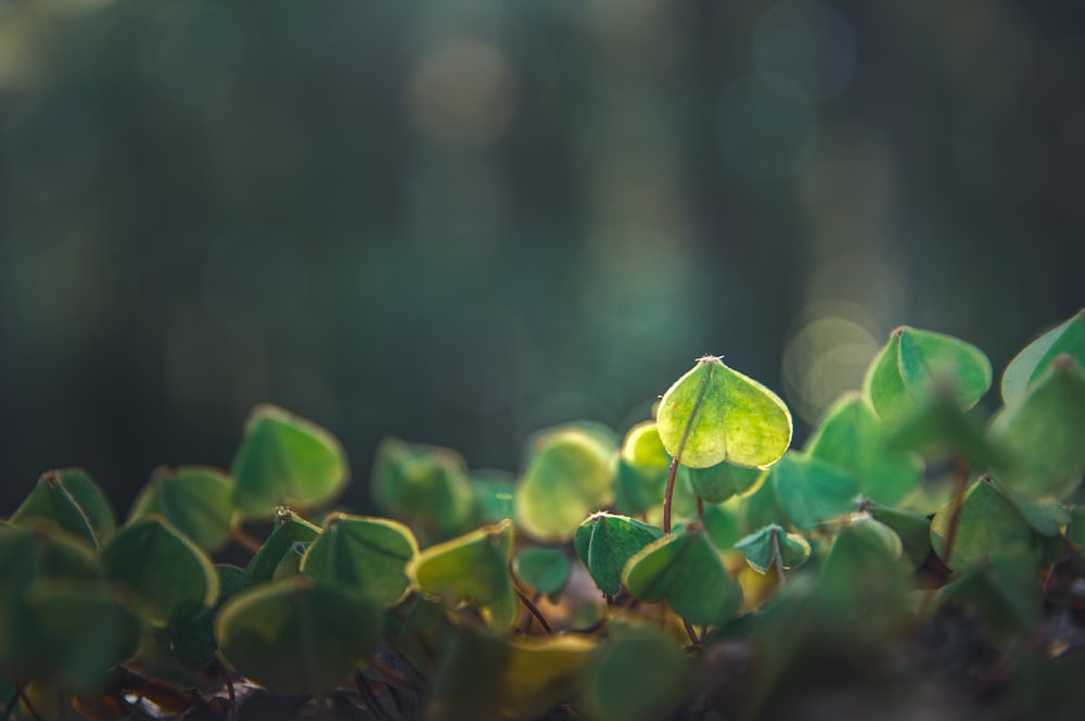 green leaves on black soil