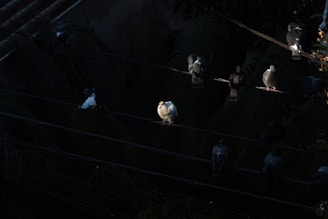 A group of birds, predominantly pigeons, perched on multiple wires in a dimly lit setting. One central bird stands out with a light plumage contrasting against the darker environment.