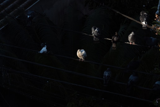 A group of birds, predominantly pigeons, perched on multiple wires in a dimly lit setting. One central bird stands out with a light plumage contrasting against the darker environment.