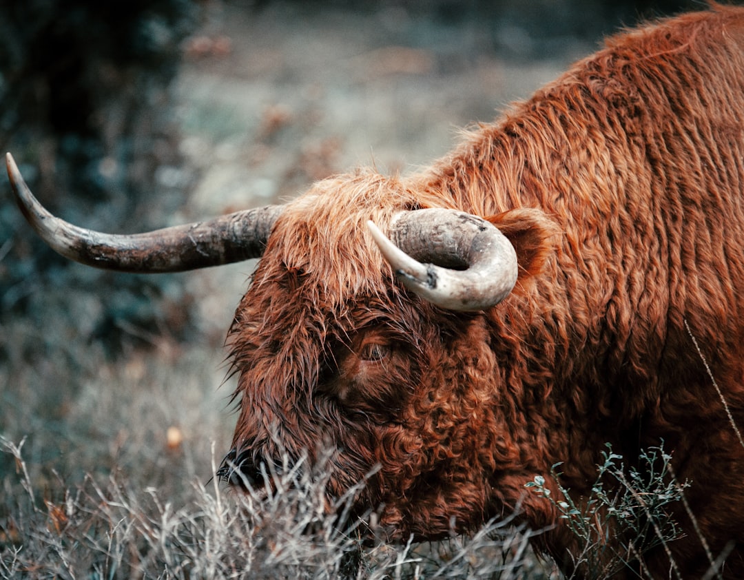 brown bison on green grass field during daytime