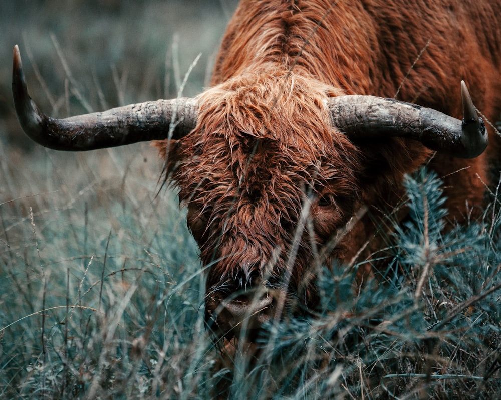 brown cow on brown grass field during daytime