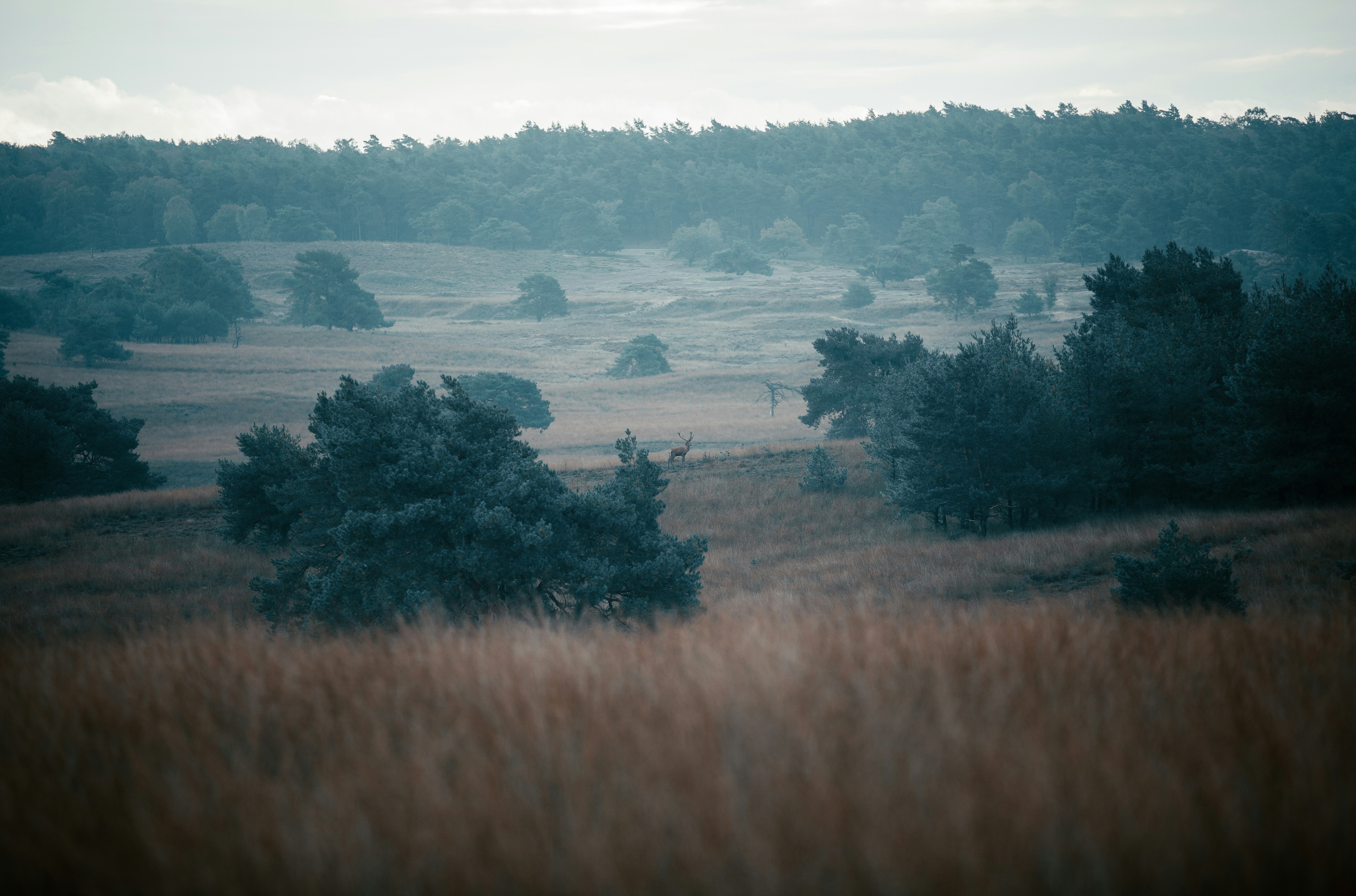 green trees on green grass field during daytime, 