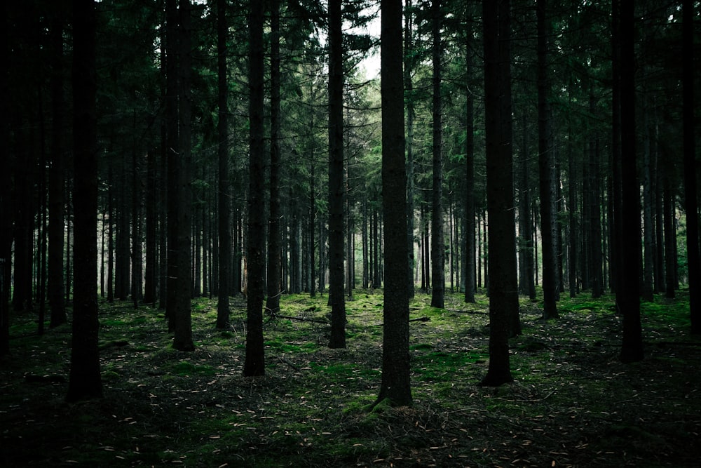 árvores verdes na floresta durante o dia