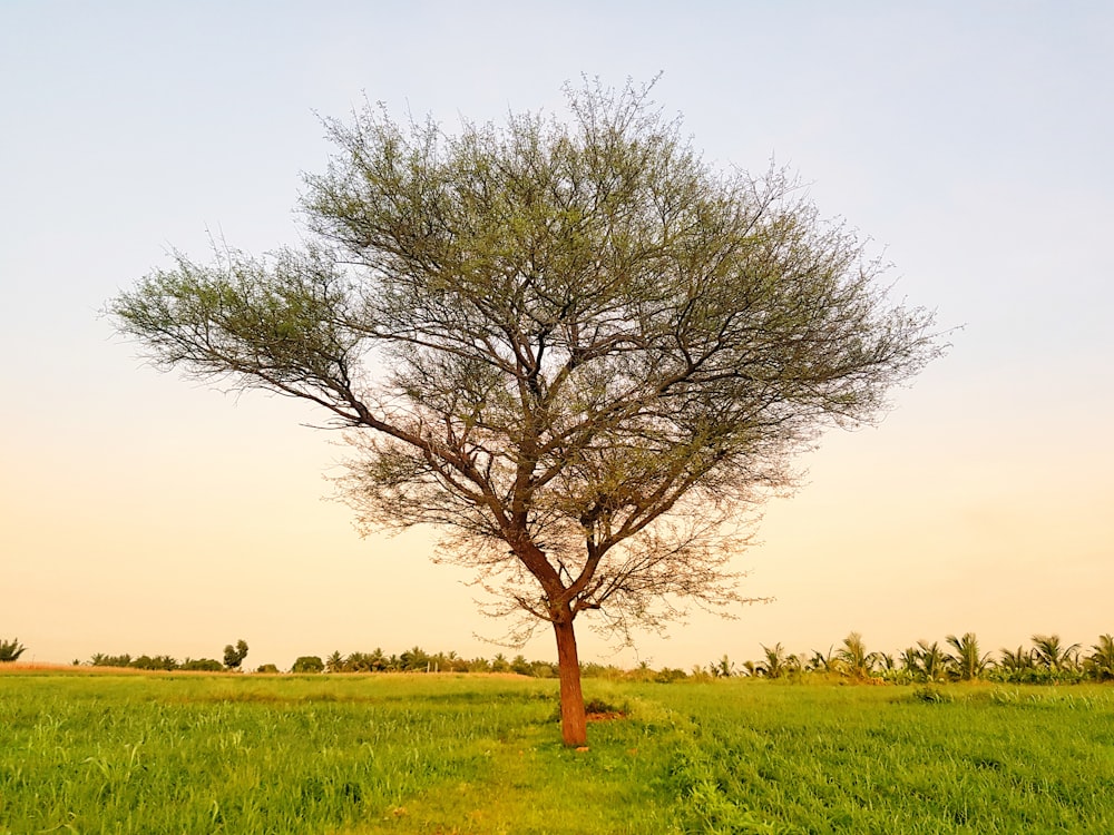 leafless tree on green grass field during daytime