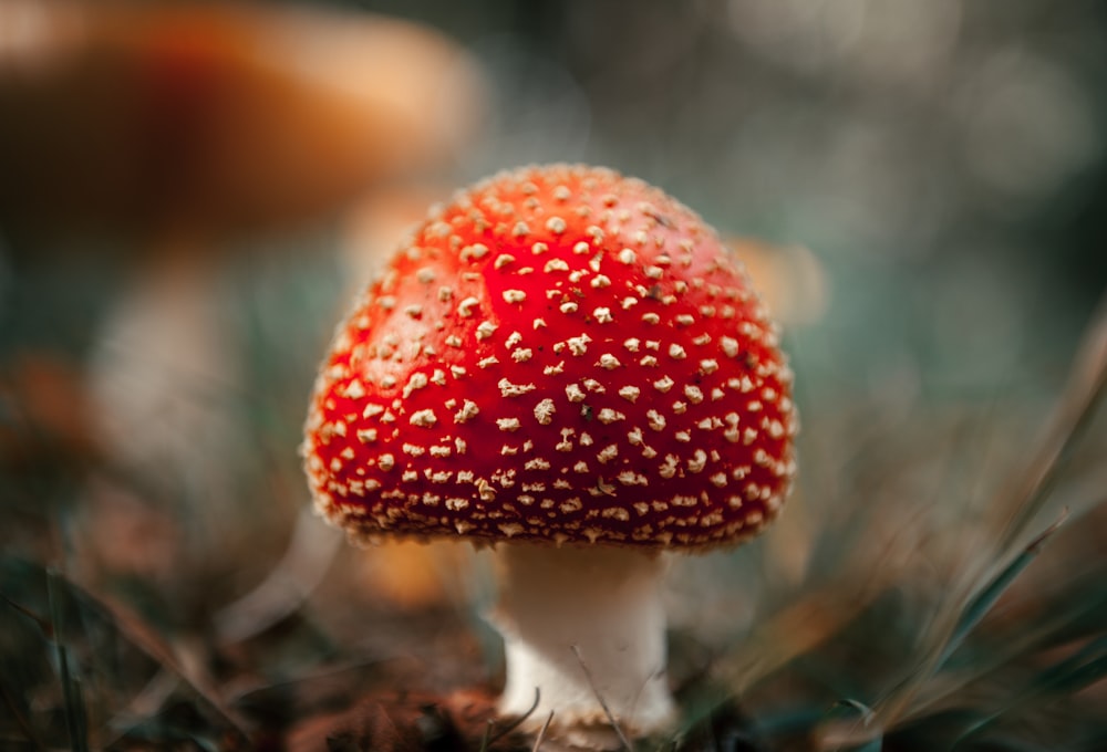 red and white mushroom in close up photography