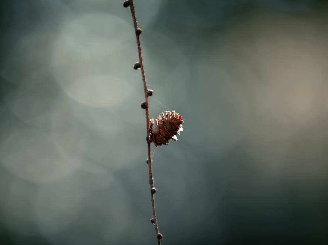 brown dried flower in tilt shift lens