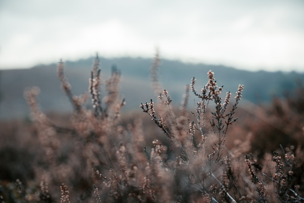 brown grass field during daytime