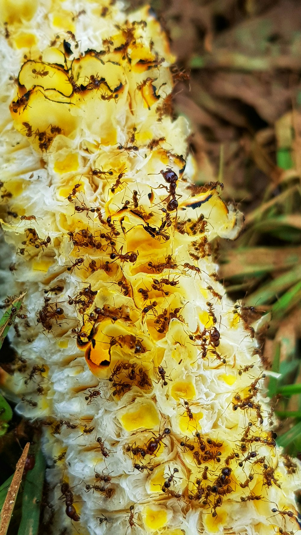 black ant on yellow flower