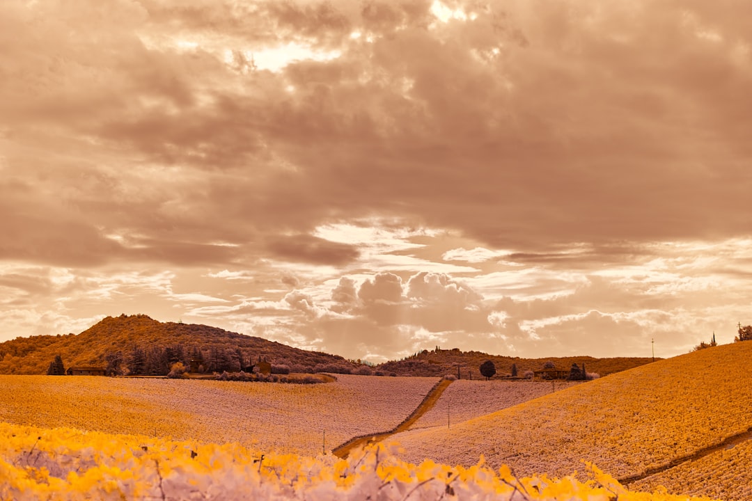 brown field under cloudy sky during daytime