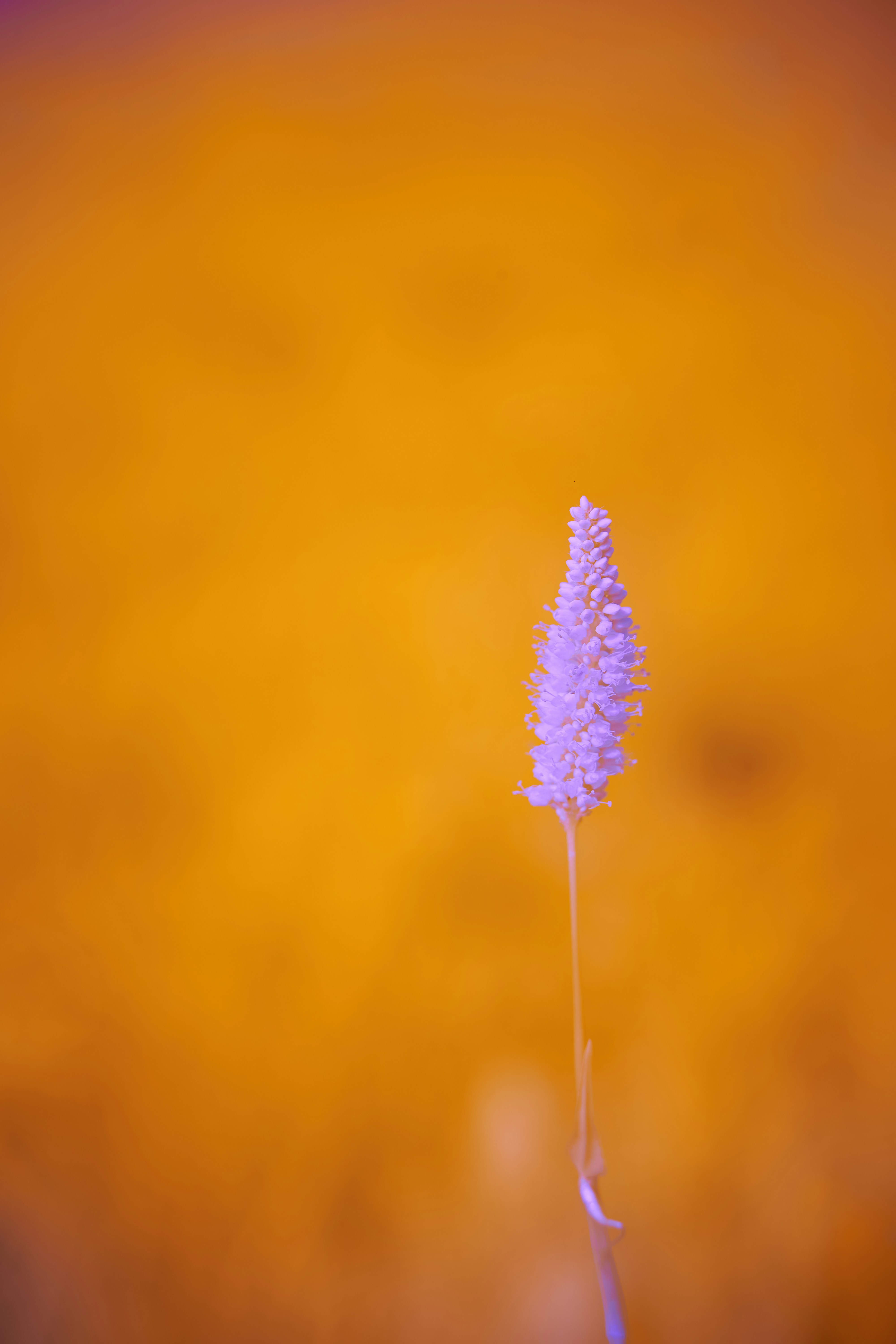 bunga ungu dalam lensa tilt shift