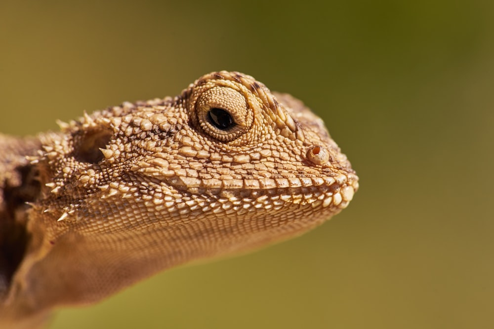 brown bearded dragon in close up photography