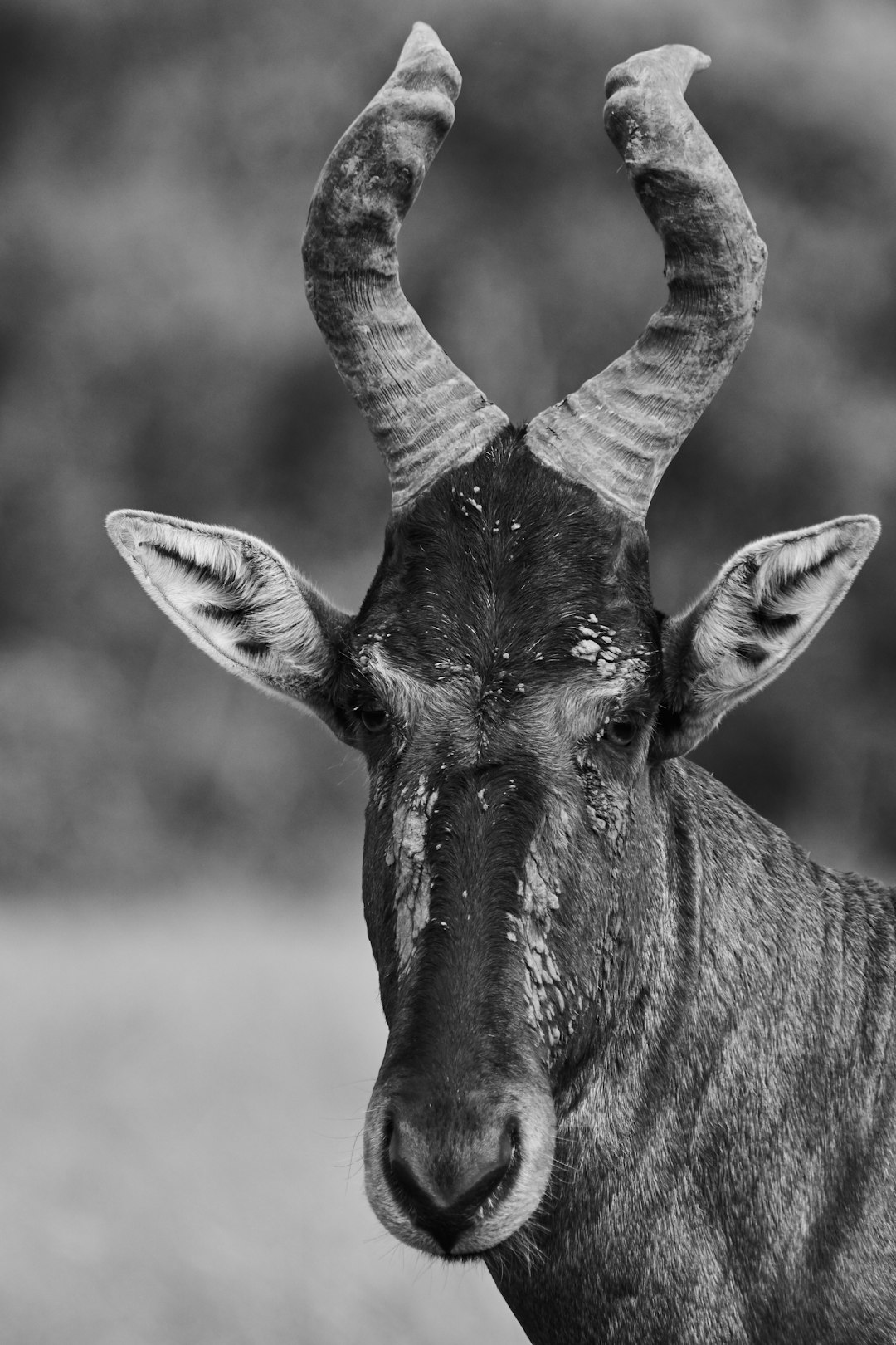 black and white animal head